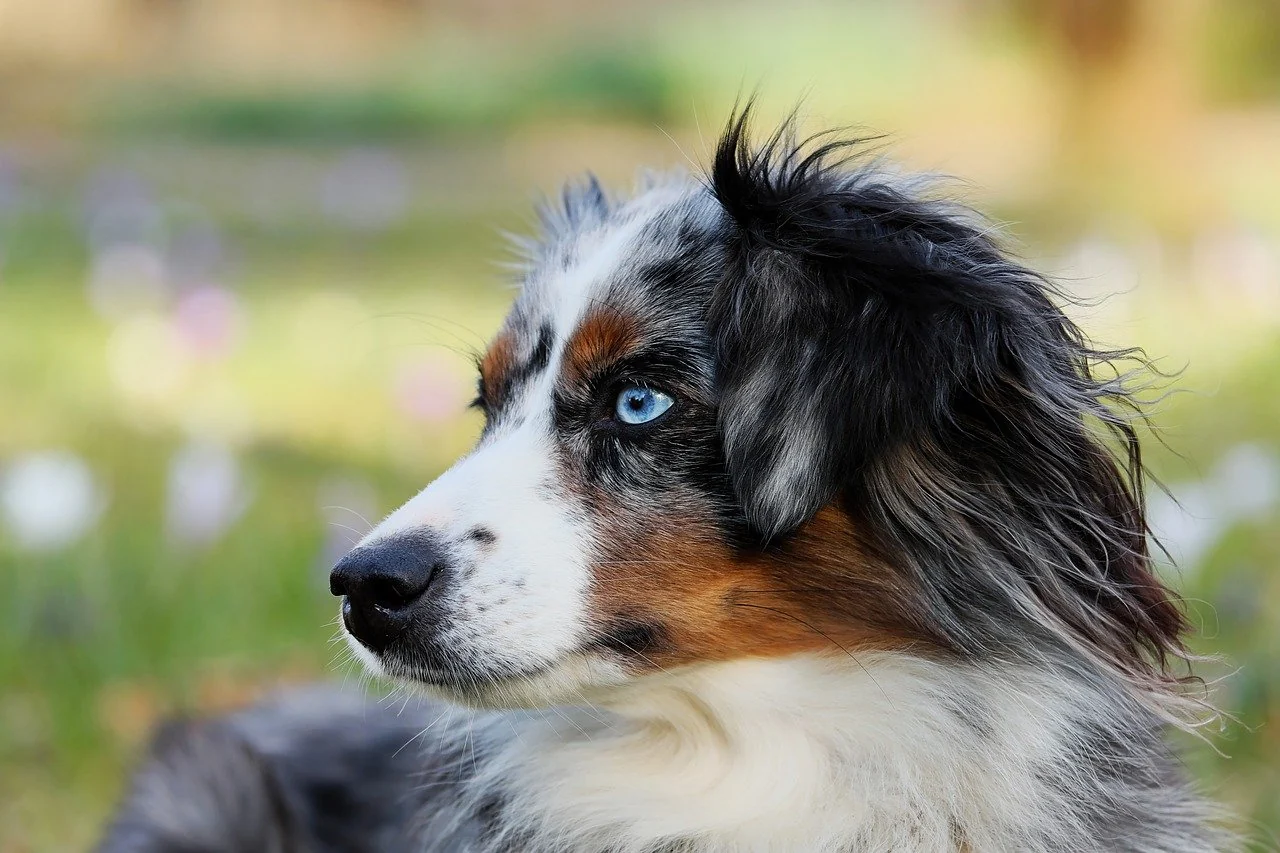 shepherd breeds