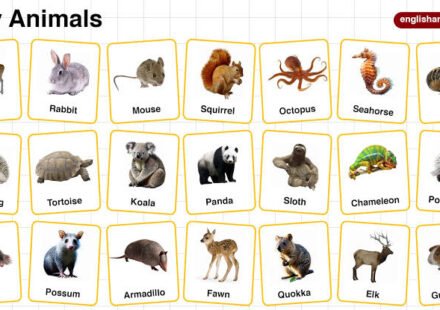 quiet animals