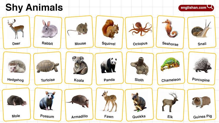 quiet animals